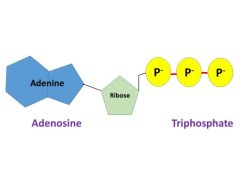 Contoh ATP Energi Seluler Makhluk Hidup