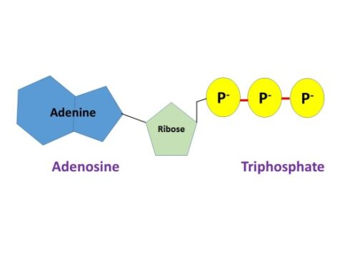 Contoh ATP Energi Seluler Makhluk Hidup