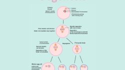 Hasil akhir dari proses oogenesis adalah