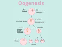 Hasil Akhir dari Proses Oogenesis Adalah Sel Telur Matang