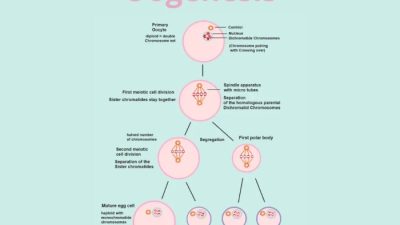 Hasil Akhir dari Proses Oogenesis Adalah Sel Telur Matang