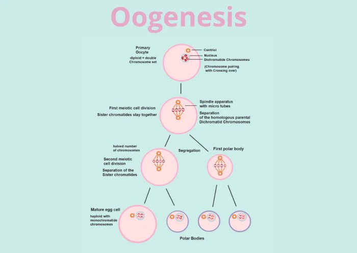 Hasil akhir dari proses oogenesis adalah
