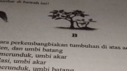 Stek dan Okulasi Perkembangbiakan Tanaman Secara Vegetatif