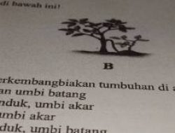 Stek dan Okulasi Perkembangbiakan Tanaman Secara Vegetatif