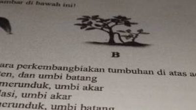 Stek dan Okulasi Perkembangbiakan Tanaman Secara Vegetatif
