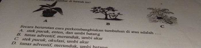 Stek dan okulasi merupakan perkembangbiakan secara