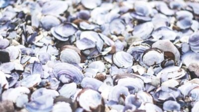Kjokkenmoddinger Adalah Situs Arkeologi Unik