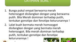 Sifat warna bunga merah dan bentuk biji lonjong merupakan contoh