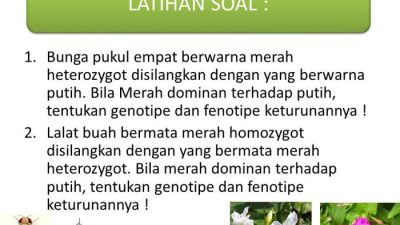 Sifat Warna Bunga Merah dan Bentuk Biji Lonjong Contoh Pewarisan Genetik
