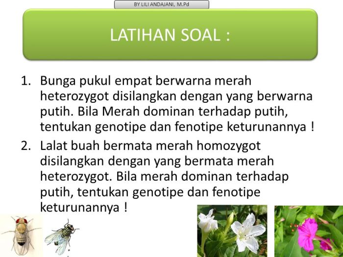 Sifat warna bunga merah dan bentuk biji lonjong merupakan contoh