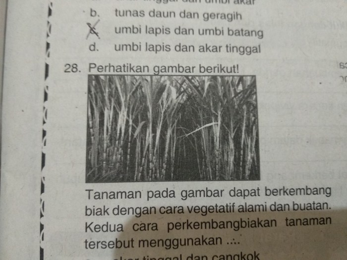 Kelompok tumbuhan yang berkembang biak dengan akar tinggal adalah