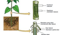 Aktivitas meristem primer akan mengakibatkan