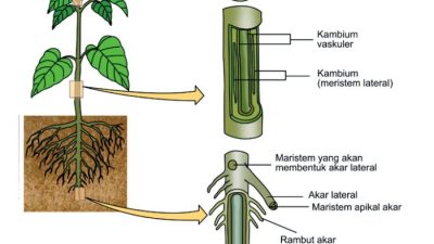 Aktivitas Meristem Primer Akan Menimbulkan Pertumbuhan Primer pada Tumbuhan