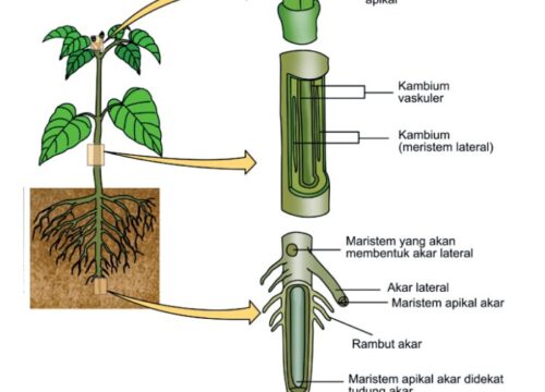 Aktivitas Meristem Primer Akan Menimbulkan Pertumbuhan Primer pada Tumbuhan