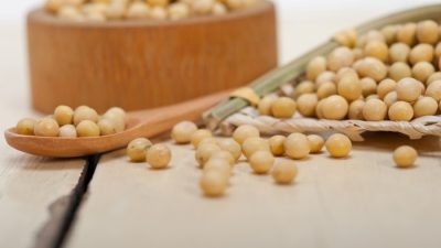 Kedelai kacang tanah dan kacang hijau merupakan tanaman pangan jenis