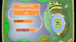 Berikut adalah komponen kimiawi organik penyusun sel adalah