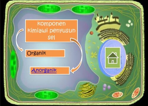 Komponen Kimiawi Organik Penyusun Sel Panduan Lengkap