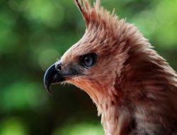 Lagu Manuk Dadali Asal Daerah Jejak Budaya di Nusantara
