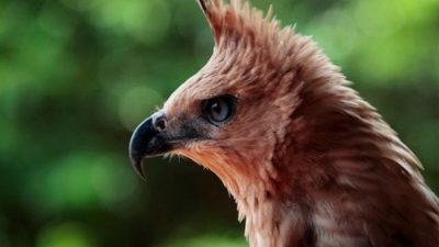 Lagu Manuk Dadali Asal Daerah Jejak Budaya di Nusantara