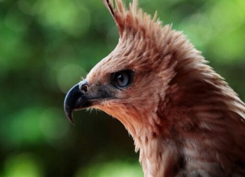 Lagu Manuk Dadali Asal Daerah Jejak Budaya di Nusantara