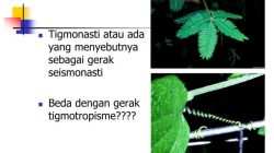 Tigmotropisme
