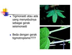 Memahami Tigmotropisme Respon Tumbuhan Terhadap Sentuhan