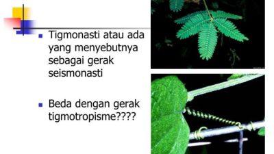Memahami Tigmotropisme Respon Tumbuhan Terhadap Sentuhan
