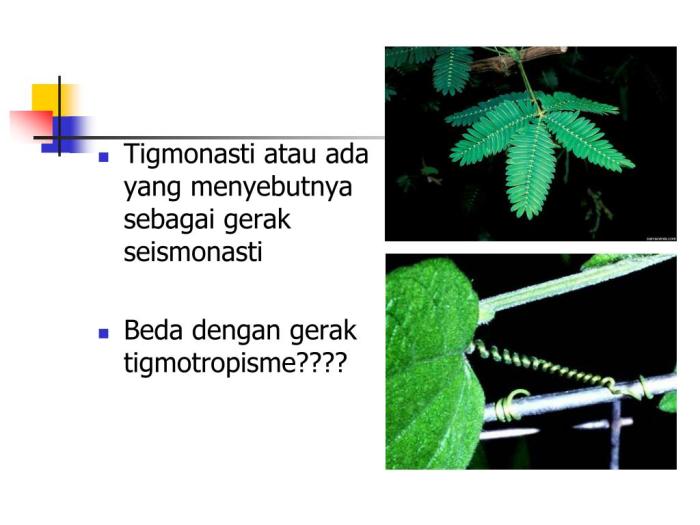 Tigmotropisme