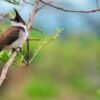 Menjelajahi Keindahan Flora, Fauna, dan Alam Benda Melalui Gambar