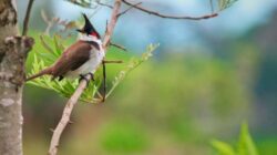 Menjelajahi Keindahan Flora, Fauna, dan Alam Benda Melalui Gambar
