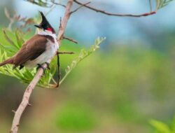 Menjelajahi Keindahan Flora, Fauna, dan Alam Benda Melalui Gambar