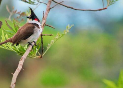 Menjelajahi Keindahan Flora, Fauna, dan Alam Benda Melalui Gambar