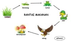 Pada sebuah rantai makanan aliran energi dimulai dari