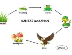 Aliran Energi pada Rantai Makanan Dimulai dari Produsen