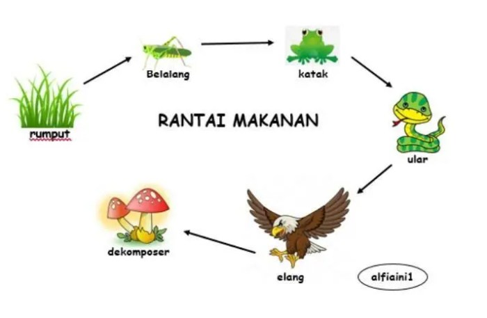 Pada sebuah rantai makanan aliran energi dimulai dari