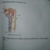 Komponen Ginjal dalam Pembentukan Urine Primer