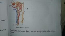 Komponen Ginjal dalam Pembentukan Urine Primer