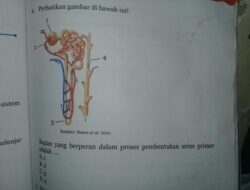 Komponen Ginjal dalam Pembentukan Urine Primer 4 Komponen Ginjal dalam Pembentukan Urine Primer