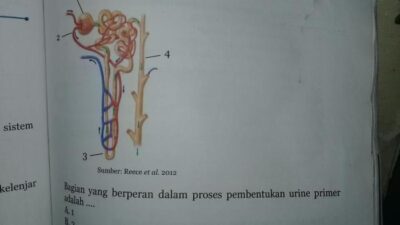 Bagian yang berperan dalam proses pembentukan urine primer adalah