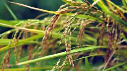 Memahami Tanaman Konsumsi Pangan, Nutrisi, dan Lingkungan