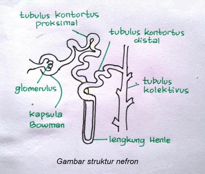 Bagian yang berperan dalam proses pembentukan urine primer adalah