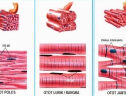 Ciri-Ciri Otot Lurik Struktur, Fungsi, dan Adaptasi