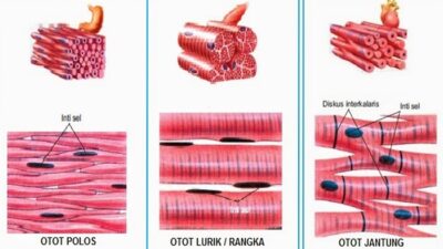 Ciri-Ciri Otot Lurik Struktur, Fungsi, dan Adaptasi