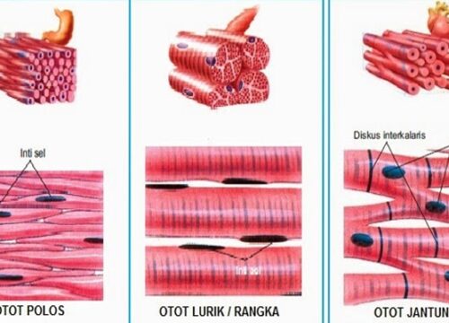 Ciri-Ciri Otot Lurik Struktur, Fungsi, dan Adaptasi