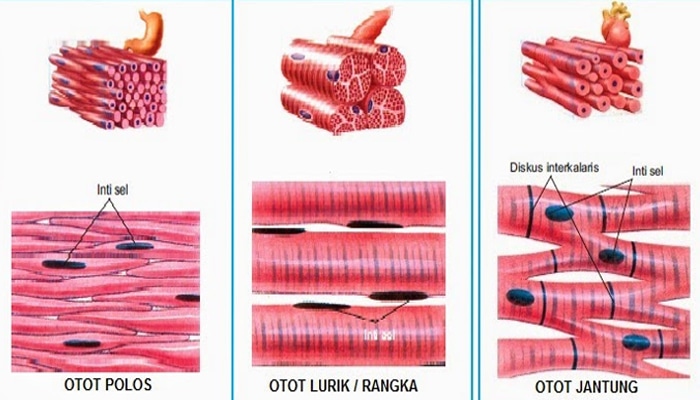 Otot lurik jantung polos perbedaan ciri idschool gerak sistem