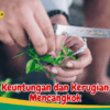 Mencangkok Lebih Baik daripada Menanam Biji karena Kecepatan dan Kualitas