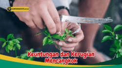 Mencangkok Lebih Baik daripada Menanam Biji karena Kecepatan dan Kualitas