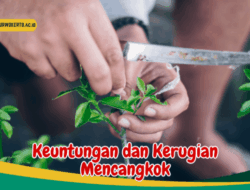 Mencangkok Lebih Baik daripada Menanam Biji karena Kecepatan dan Kualitas