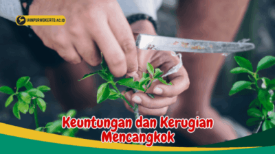 Mencangkok Lebih Baik daripada Menanam Biji karena Kecepatan dan Kualitas
