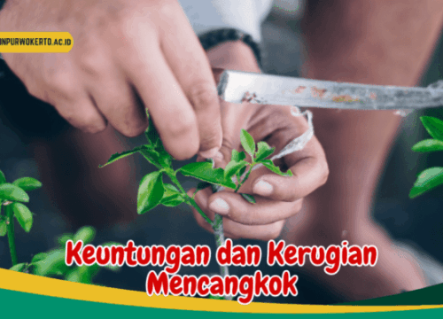 Mencangkok Lebih Baik daripada Menanam Biji karena Kecepatan dan Kualitas